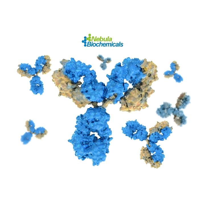 Isotype Control Antibody.jpg